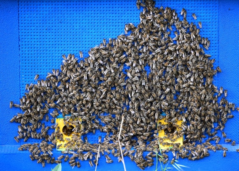 A bunch of bees gather around two yellow boxes on a blue wall.